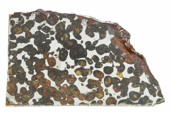 Sericho Pallasite Meteorite ( g) Slice - Kenya #375615